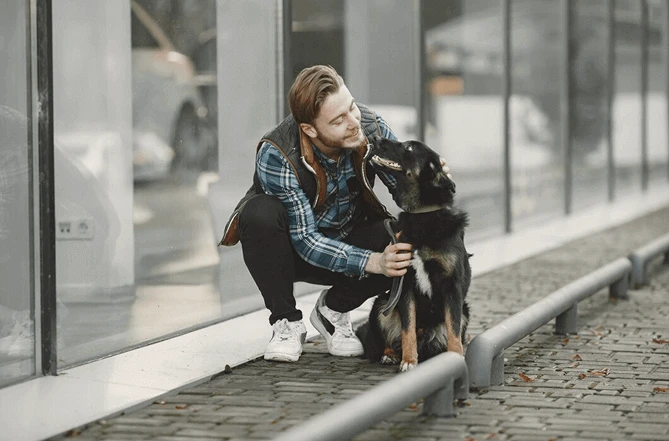 Dream Dog