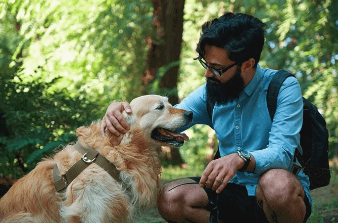 Service Dog